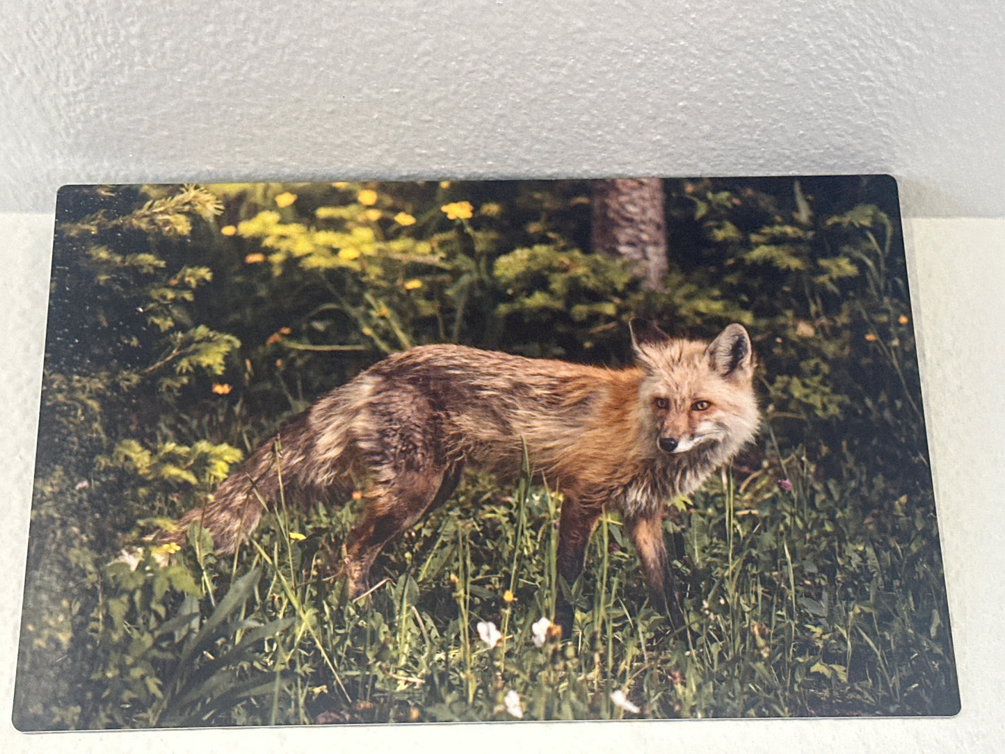 Fox Metal Photography