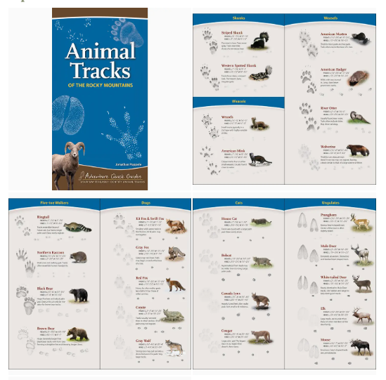 Animal Tracks of the Rocky Mountains
